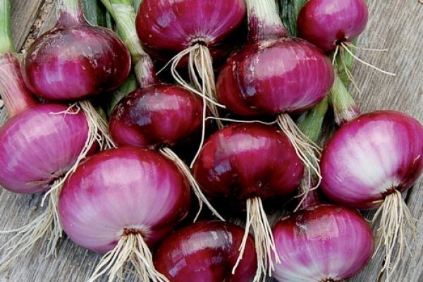 Kraken onion ссылка