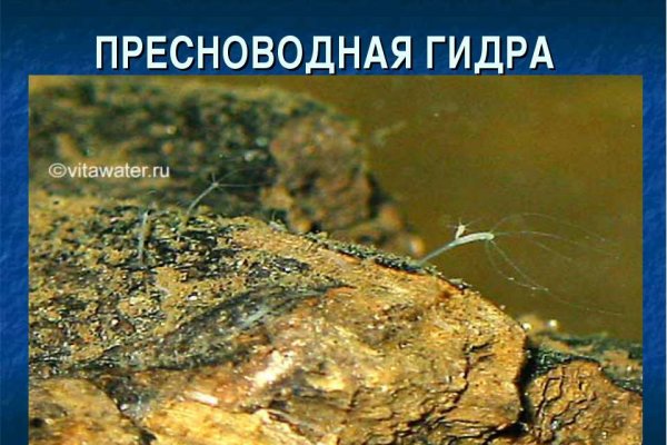 Кракен как войти через тор